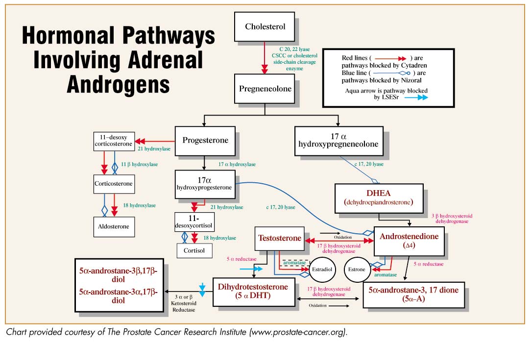 hormonal pathways involving adrenal androgens