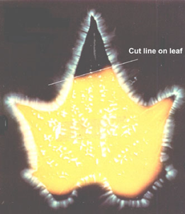 energy field on a leaf